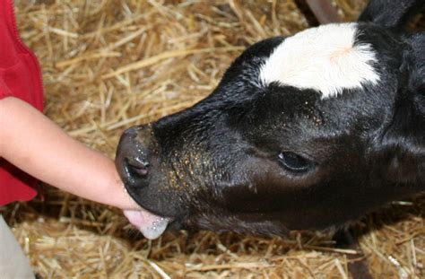 calf suck man|Calf sucking the balls and cock of this farmer